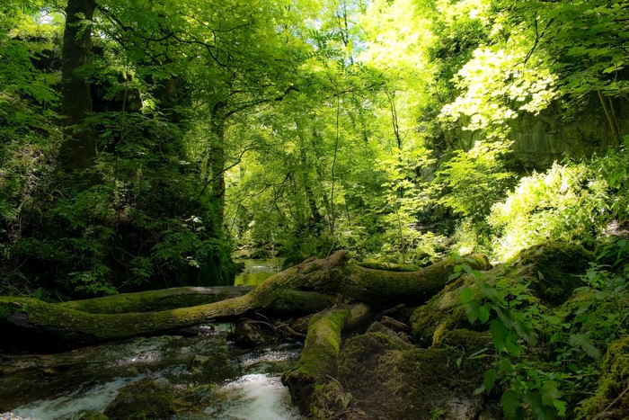 Foss waterfall Malham Yorkshire United Kingdom forest