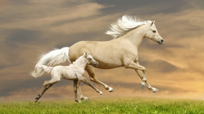 Two horses running in a field at sunset