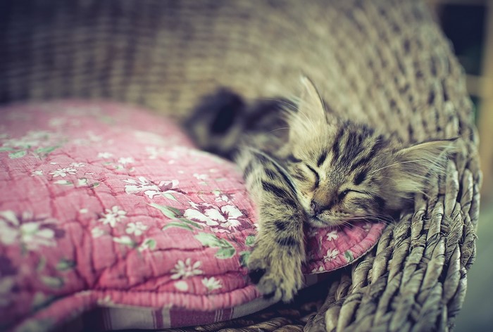 Kitten sleeping on a pink floral pillow in a wicker chair