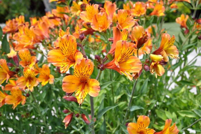 Orange Alstroemeria flowers in bloom