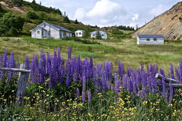 Purple Lupins and Houses in Port Rexton, Canada