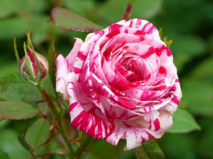Striped Rose and Bud