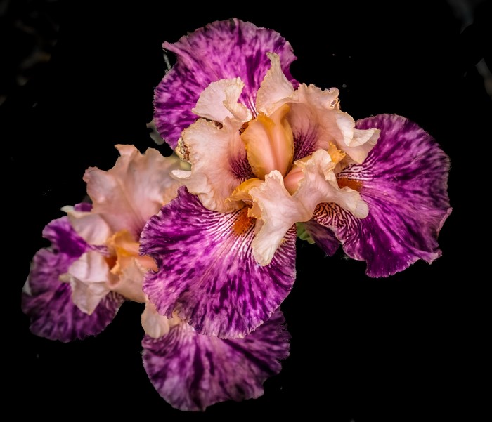 Close-up of two variegated purple and cream irises on a black background