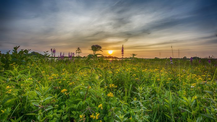 Sunset over a field of wildflowers