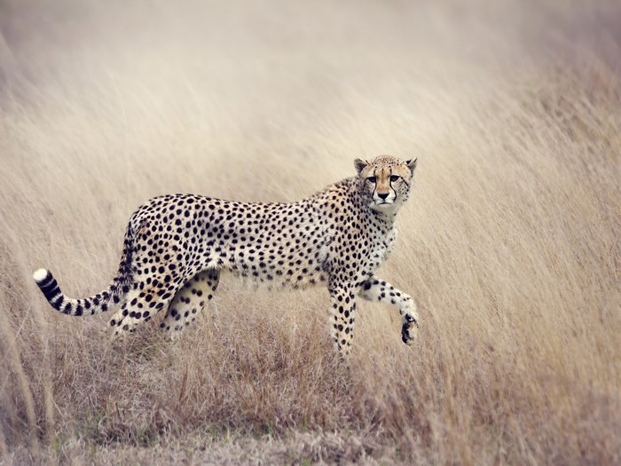 Cheetah walking through tall dry grass