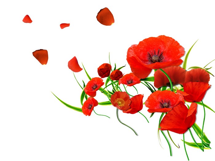 Red Poppies and Green Stems on White Background