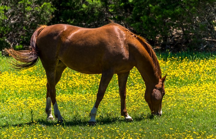 Brown horse grazing in a field of yellow flowers