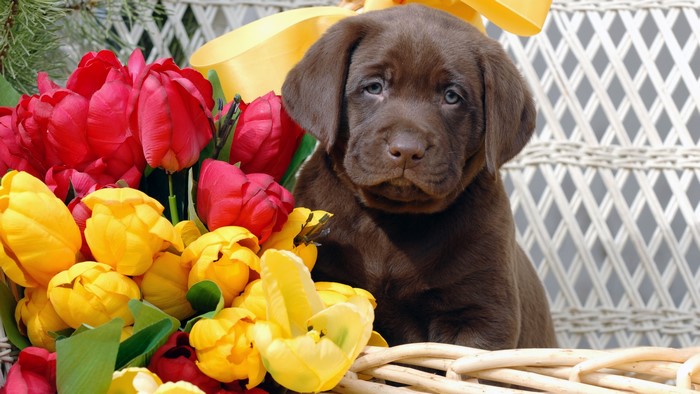 Chocolate Labrador puppy with tulips
