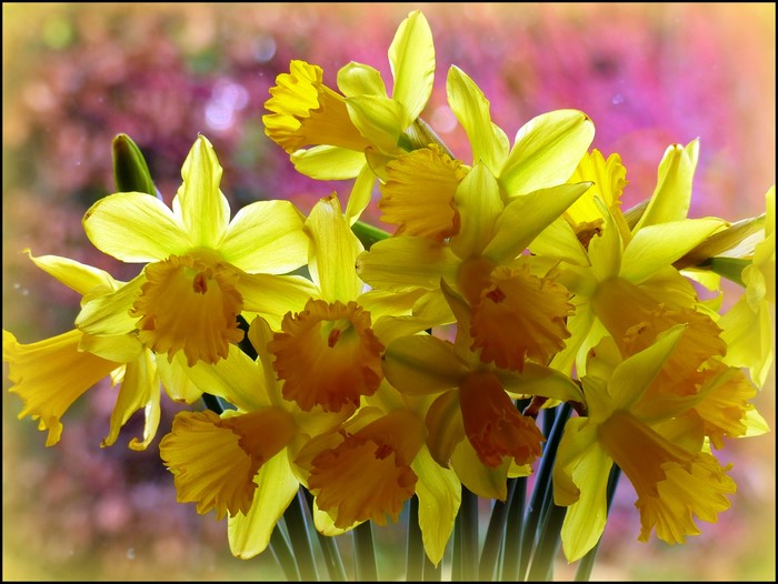 A bouquet of yellow daffodils