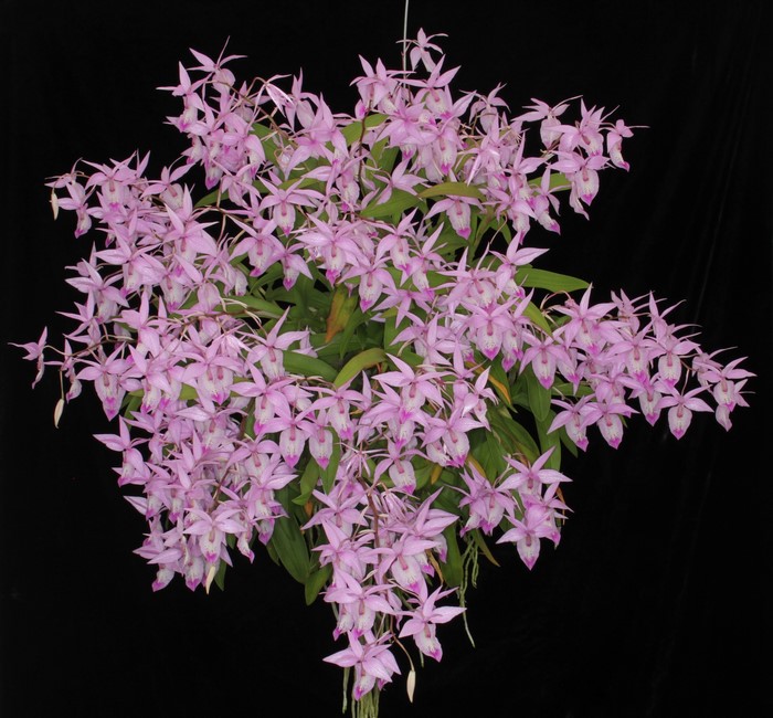 Pink orchids with a black background