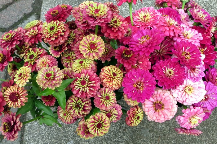 A close-up of a bouquet of pink and yellow zinnias