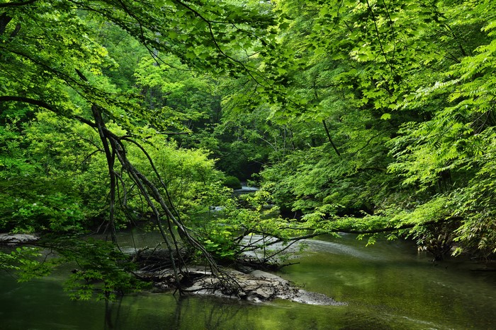 River flowing through a dense green forest