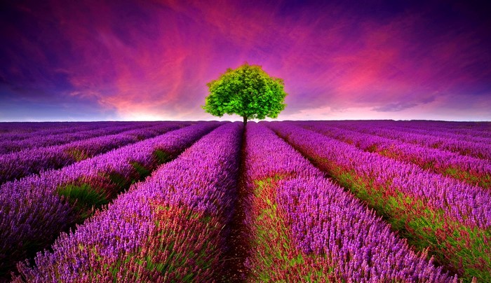 Lavender field with a lone tree under a purple sky
