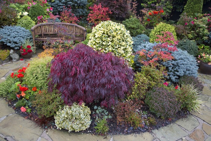 Garden with a wooden bench and various shrubs