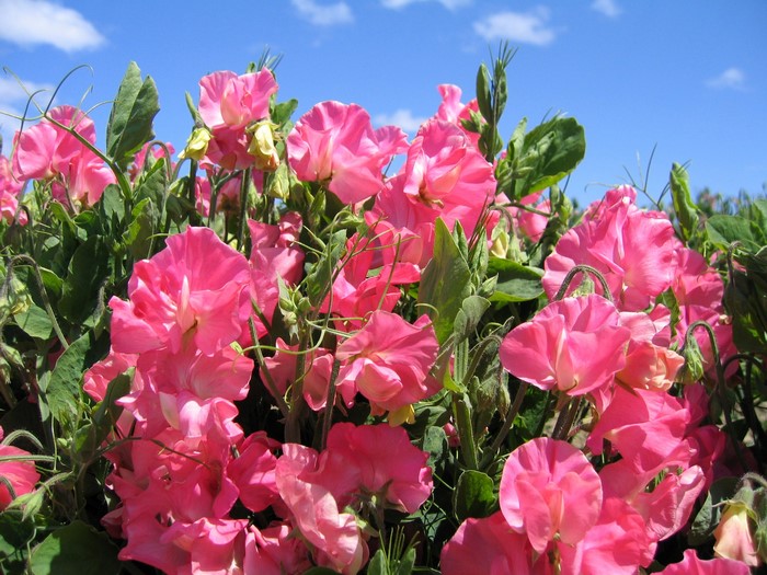 Pink Sweet Peas Blooming Under a Blue Sky