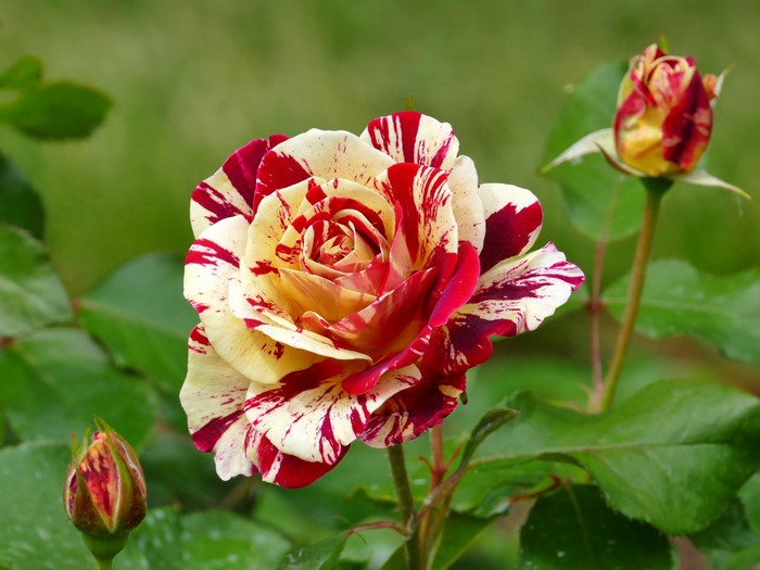 Striped red and yellow rose with buds