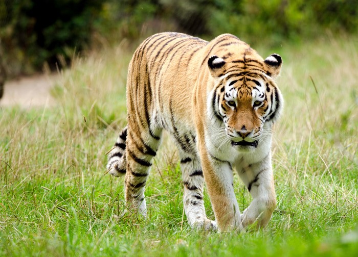 Tiger walking in a grassy field