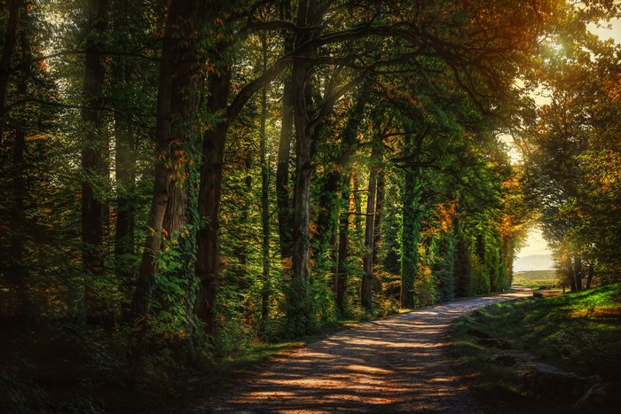 A sun-dappled forest road lined with trees