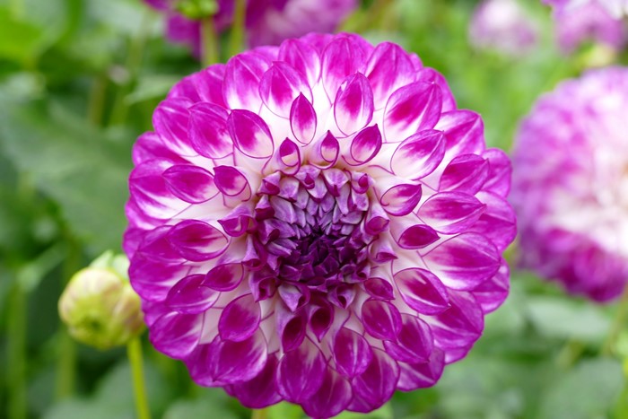 Close-up of a purple and white dahlia flower