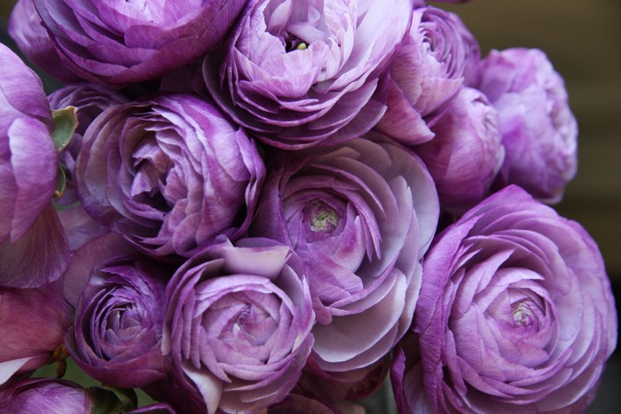 Purple Ranunculus Flowers Close-up