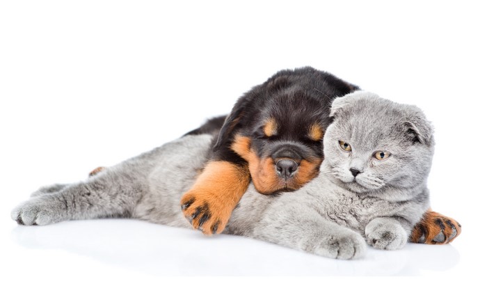 Rottweiler puppy sleeping on a Scottish Fold cat