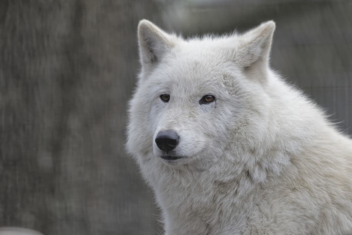 White Wolf Looking to the Side