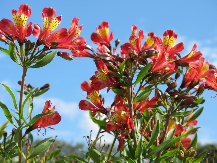 Red and yellow Alstroemeria flowers against blue sky