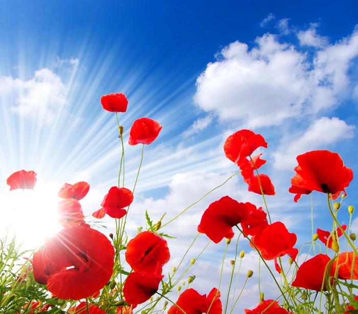 Red Poppies in a Field Under a Sunny Sky