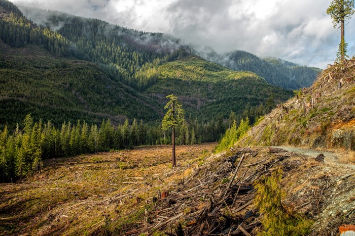 Deforestation in a Mountainous Forest Landscape