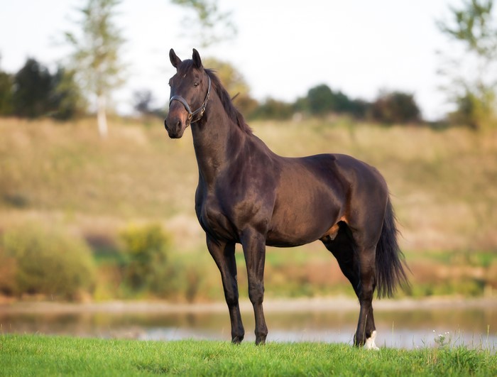Dark brown horse standing in a field