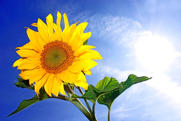 Sunflower against a bright blue sky with sun