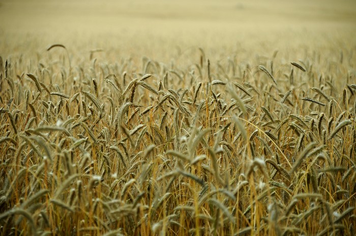 Wheat Field