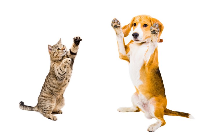 Cat and Beagle Dog Playing