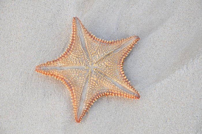 Starfish on Sand