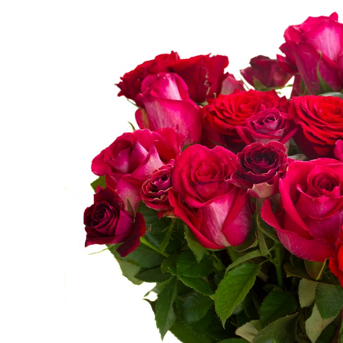 4K Roses Closeup on White Background
