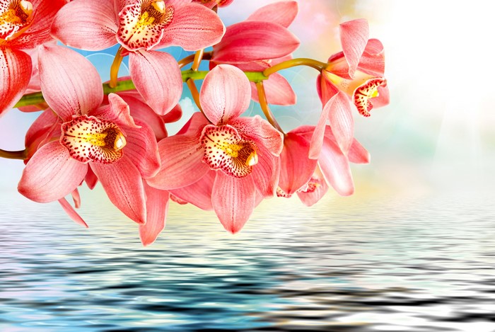 Pink Orchids Reflected in Water