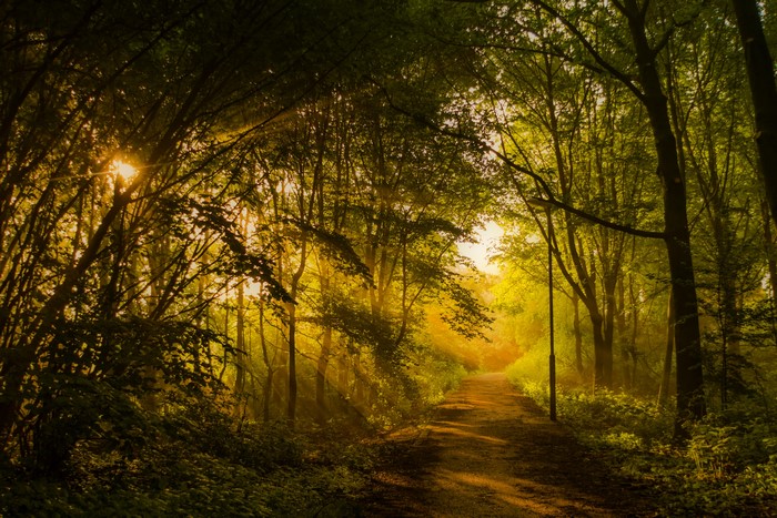 Sunlight filtering through trees onto a forest path