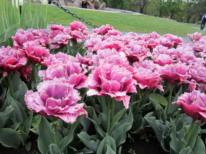 Pink fringed tulips in a garden bed
