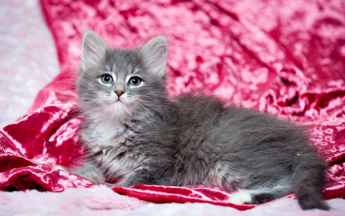 Fluffy Grey Kitten on Pink Velvet