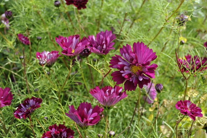 Cosmos flowers in a garden