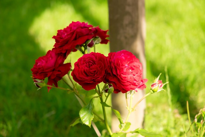 Red Roses in Garden