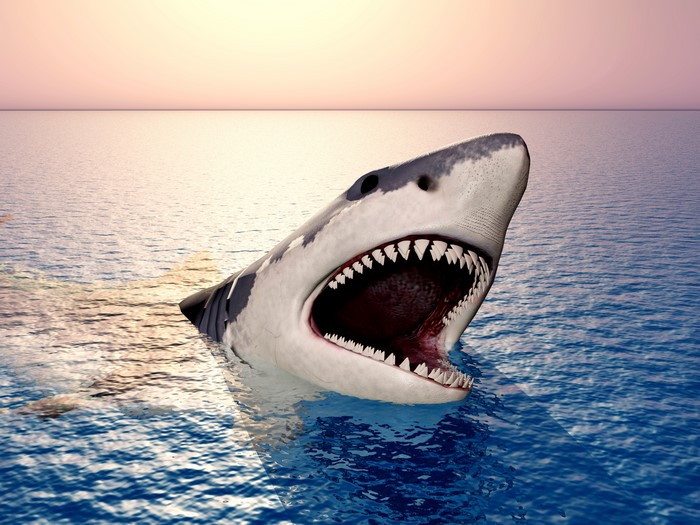 Shark emerging from the ocean at sunset