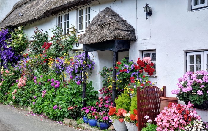 Thatched cottage with abundant flowers in Branscombe, Devon, UK