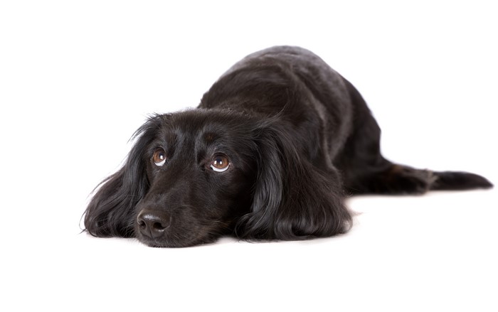 Black Dachshund dog lying on white background