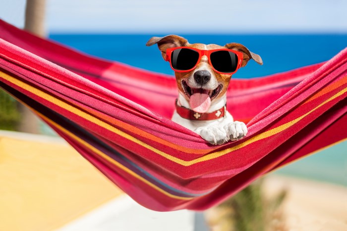 Jack Russell terrier in a hammock wearing sunglasses