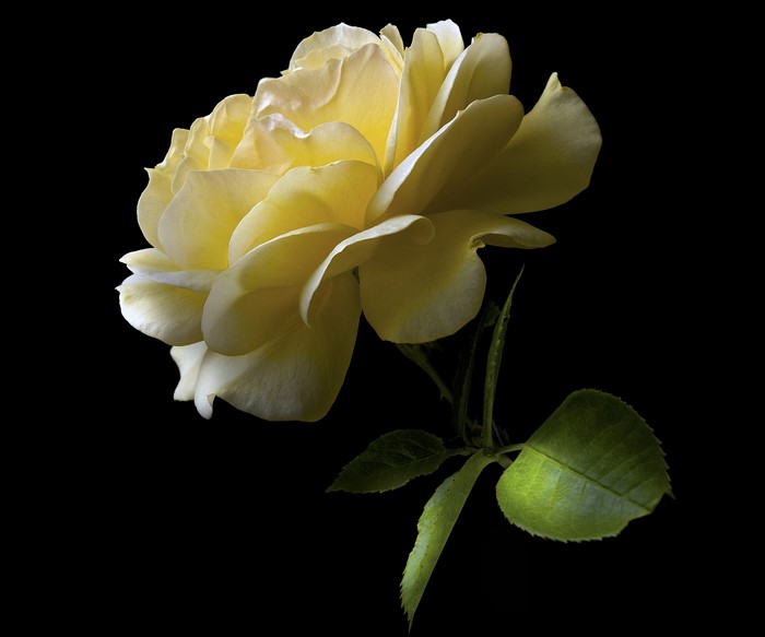 Yellow rose with green leaves on black background