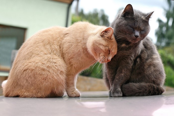 Two cats cuddling