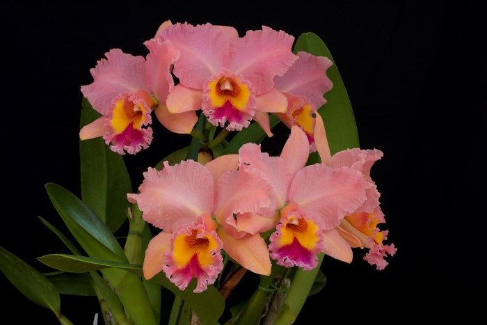 Pink Cattleya Orchids with Yellow and Pink Centers