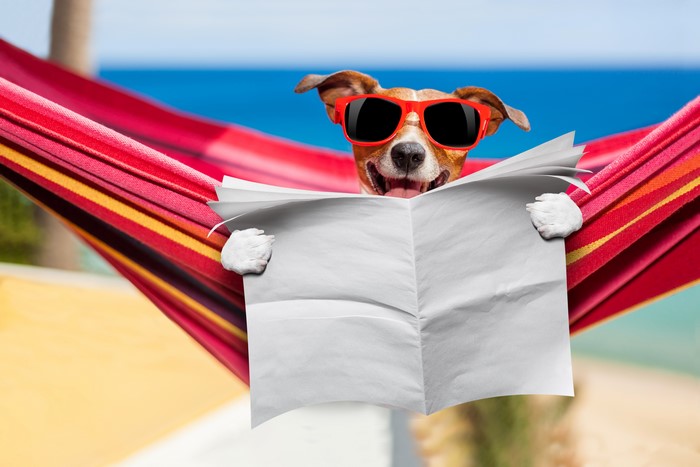 Jack Russell Terrier Reading Newspaper in Hammock