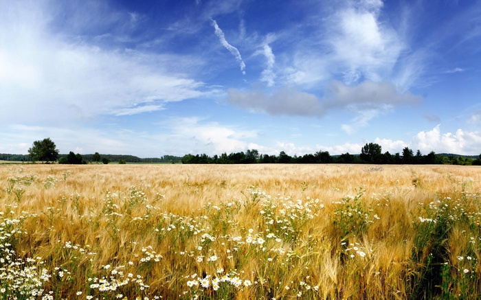 Golden wheat field with white flowers under a blue sky